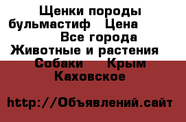 Щенки породы бульмастиф › Цена ­ 25 000 - Все города Животные и растения » Собаки   . Крым,Каховское